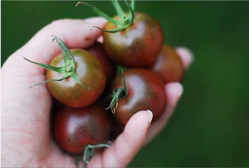 Chocolate Cherry Tomato Seeds - Pack of 30 Seeds