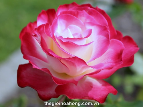 6 gốc hồng ngoại đủ màu