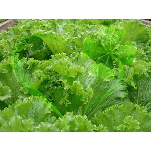 Hạt giống cải bẹ xanh mào gà - Gói 20g