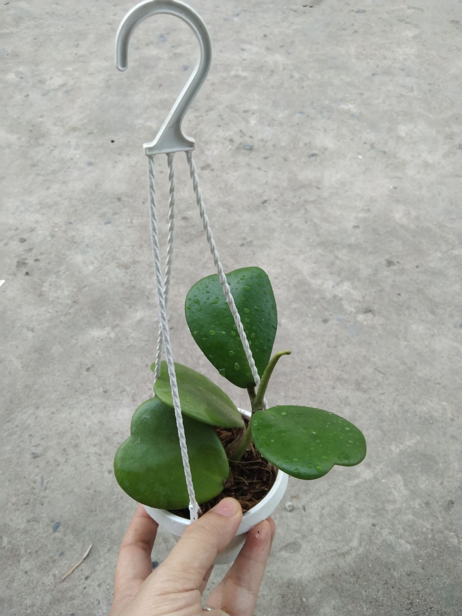 Cẩm cù lá trái tim cây giống