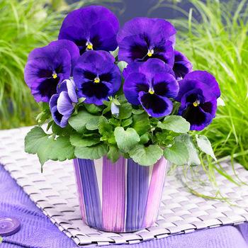 [Mới] - Hạt giống hoa viola