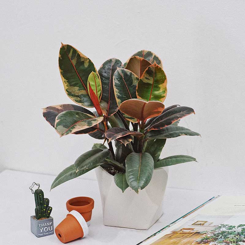 Cây đa cẩm thạch đỏ (chậu 3 thân)