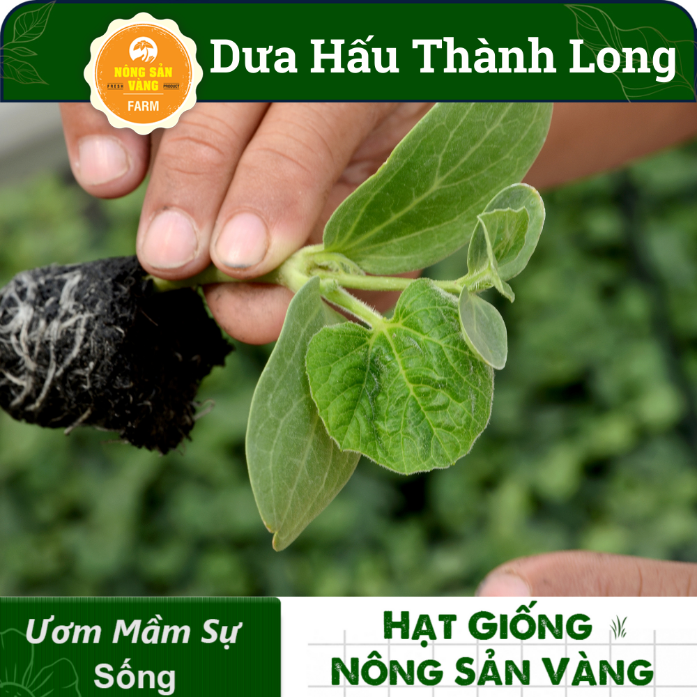 Hạt Giống Dưa Hấu Thành Long (Dưa Mĩ) ( Gói 10 Hạt), siêu ngọt, siêu ngon - Nông Sản Vàng