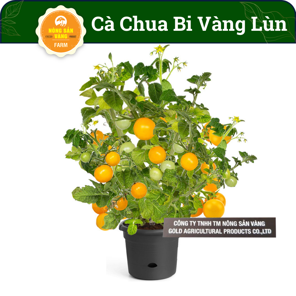Yellow cherry tomato seeds small round Cherry shape beautiful yellow orange assemblies shallow yellow