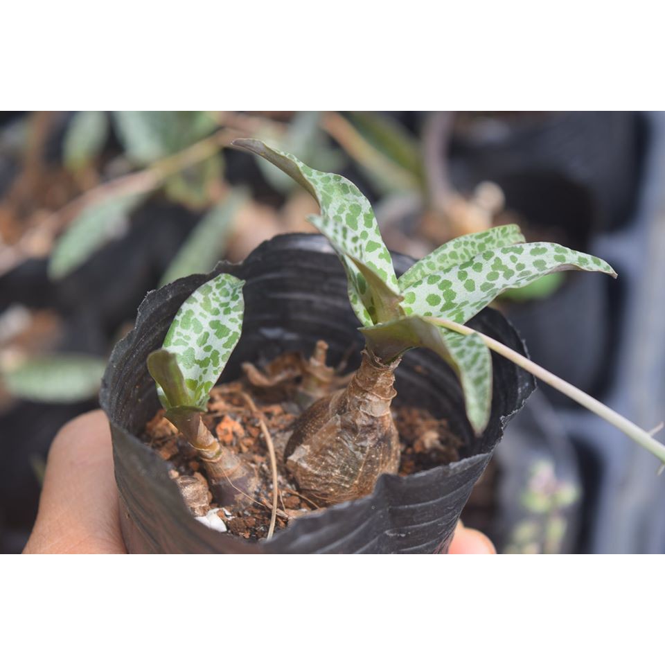 Sen Đá Hồ Lô 4-6Cm