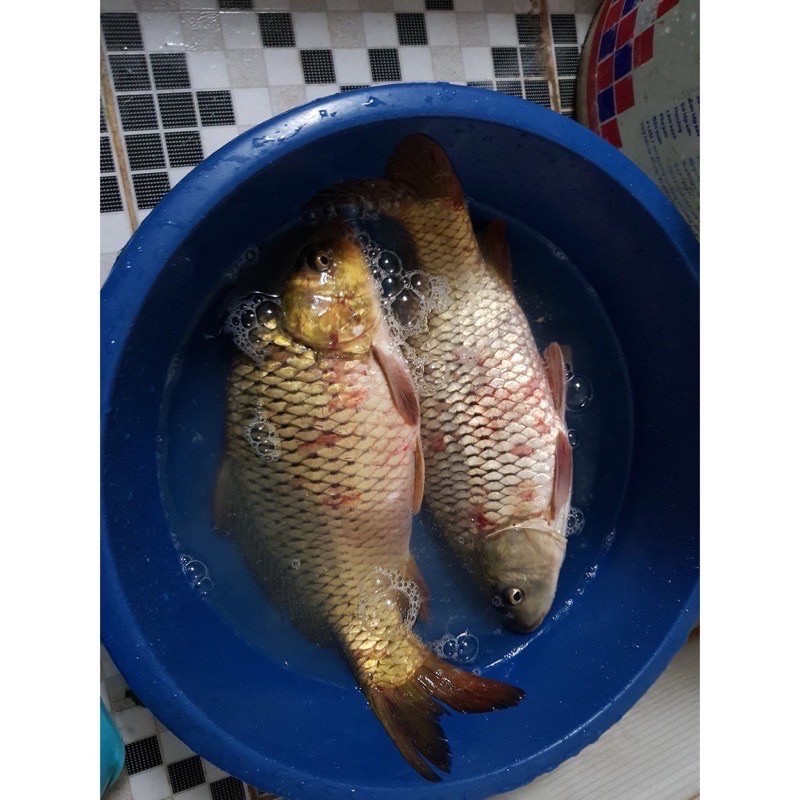 Tinh Mùi Trứng Sữa và 135 Đi Câu Cá