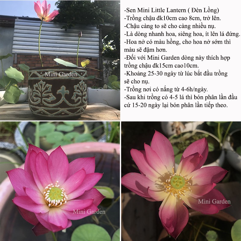 Củ Giống Hoa Sen Mini Nhật Little Lantern.