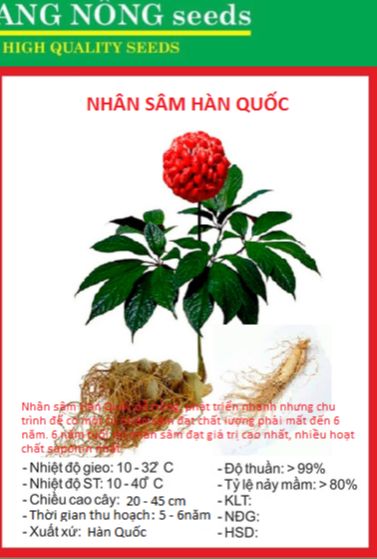 Hạt giống nhân sâm hàn quốc kns - gói 5 hạt