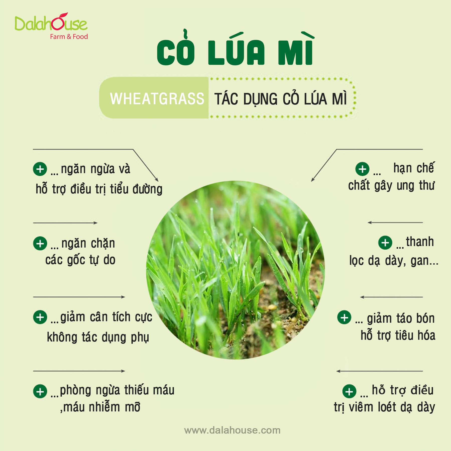 Bột Cỏ Lúa Mì DalaHouse 60 gram ( 100% Natural Wheatgrass Powder)