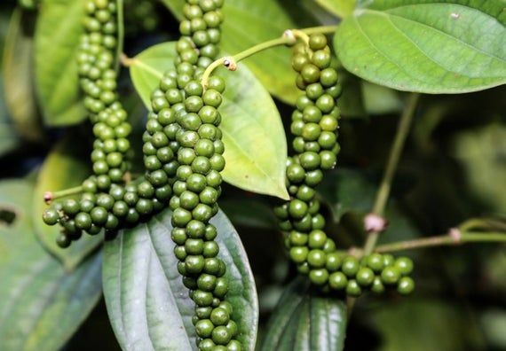 {HCM-ĐẶC SẢN PHÚ QUỐC} Tiêu Sọ (Tiêu Trắng) Gói 500gr Hiệu Sáng Lợi