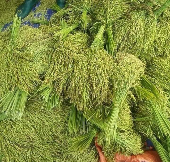 500g CỐM KHÔ , ĐẶC SẢN TÂY BẮC NỔI TIẾNG