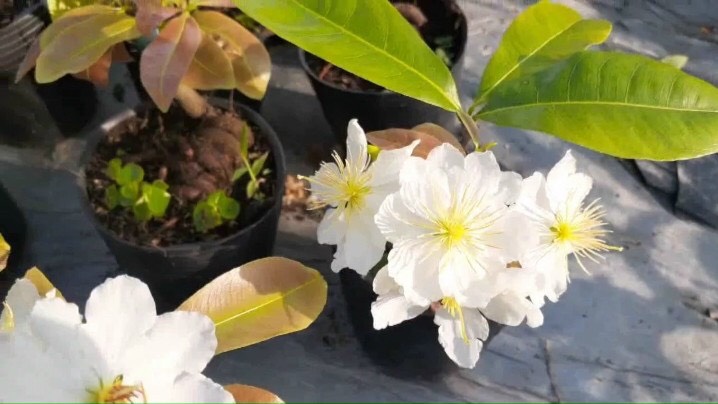 ( Mới ) Bạch mai thái (cây mai hoa màu trắng) ghép gốc mai vàng quấn rễ chơi tết , cây mới về cây đẹp cực tươi tốt