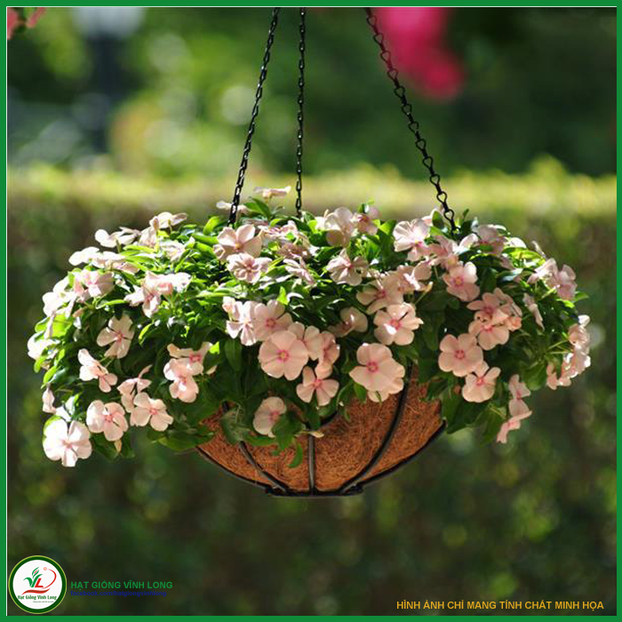 Hạt giống hoa Dừa cạn rủ màu Peach - 10 hạt