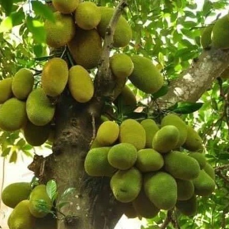 CÂY GIỐNG MÍT TỐ NỮ