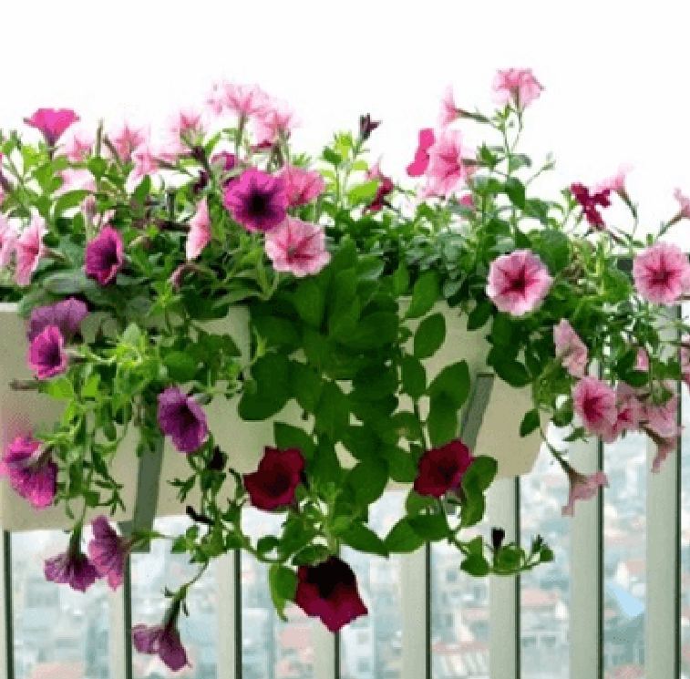 Túi 50 Hạt giống hoa dạ yến thảo rủ nhiều màu  - VTNT
