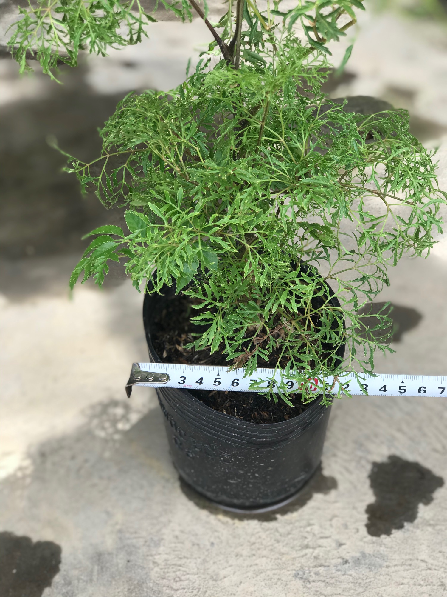 Cây Đinh lăng + tặng phân bón cho cây mau lớn