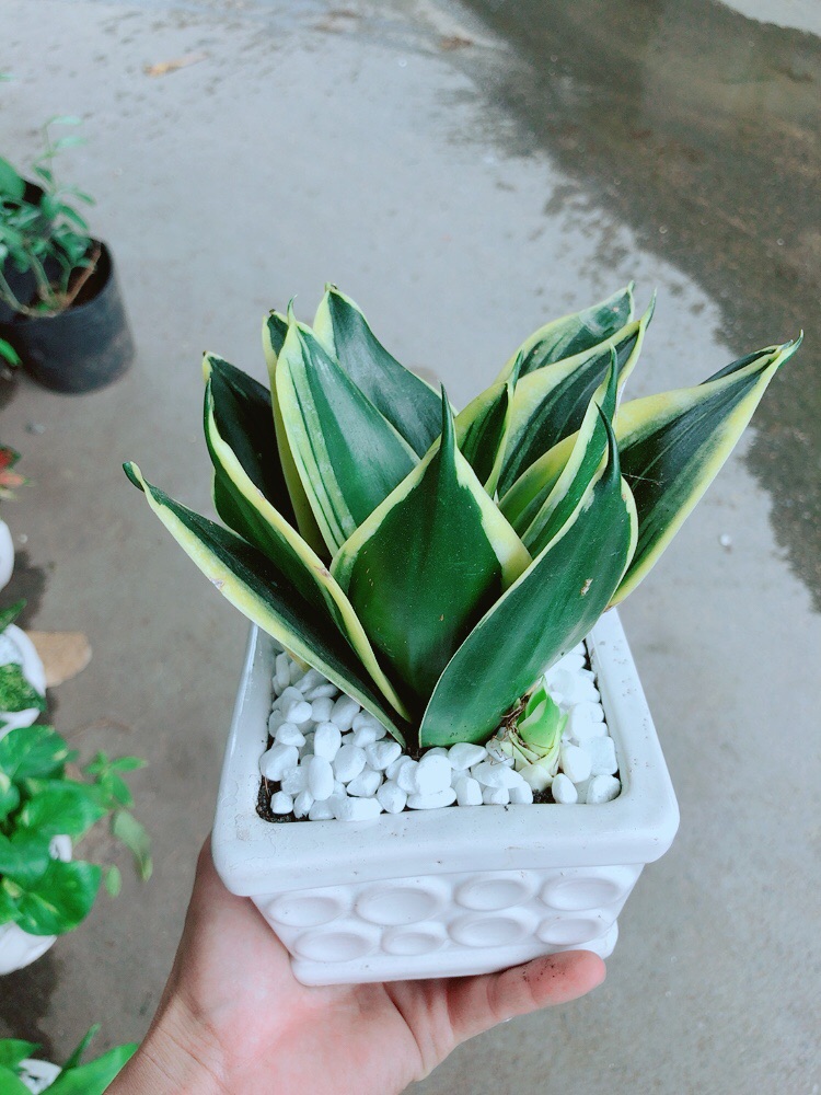 [HCM]Chậu Lưỡi Hổ Thái Xanh