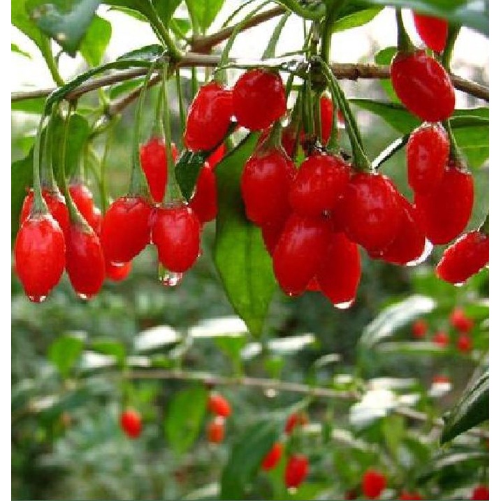 Hạt Giống Quả Câu Kỷ Tử