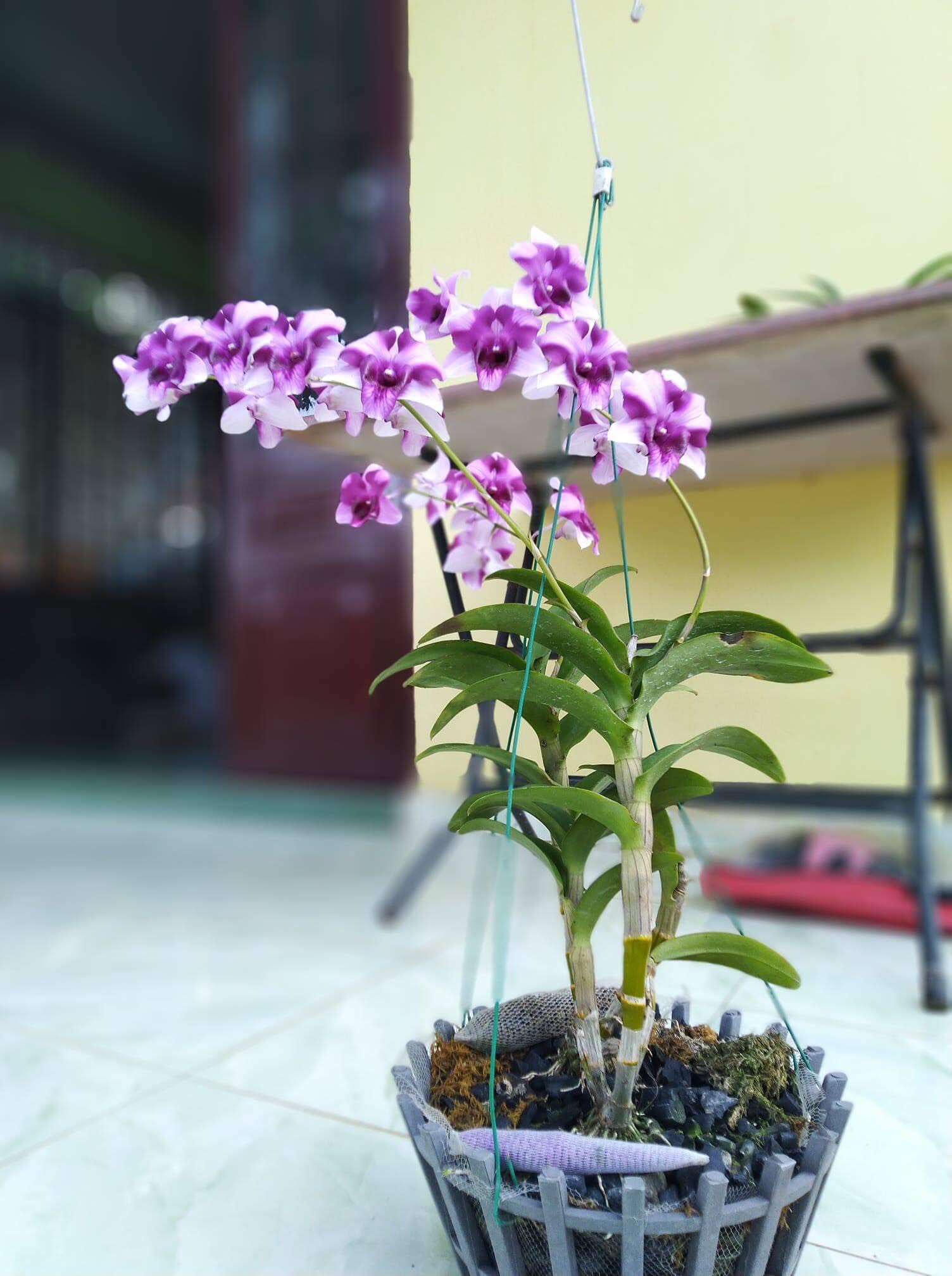 Hoa  lan  denro kinh kông