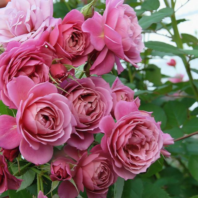 Hồng Nhật Bản Aoi (hồng bụi)