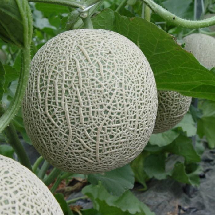 Hạt giống Dưa lưới vàng F1- 1gr