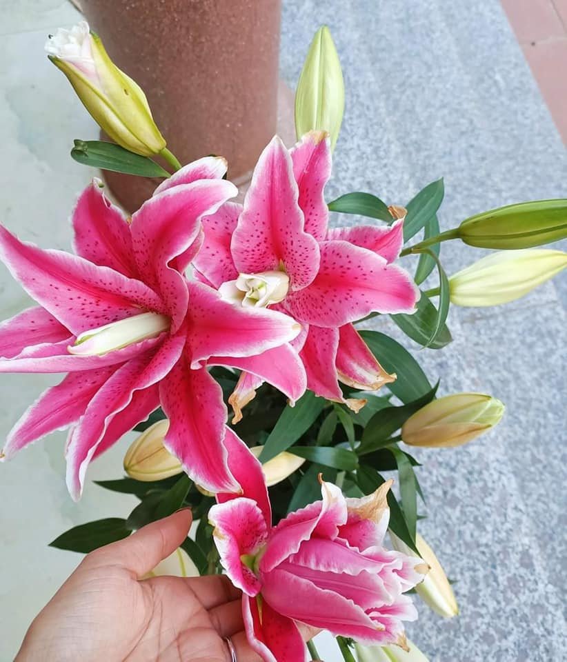 Củ ly cao hà lan cánh kép size 14/16 đủ màu