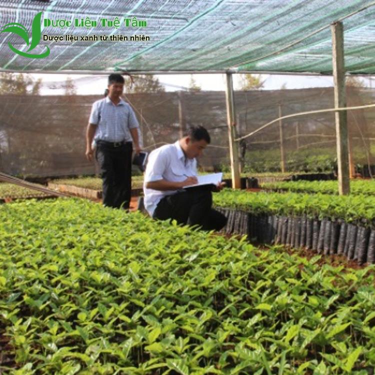 Cây Xạ Đen