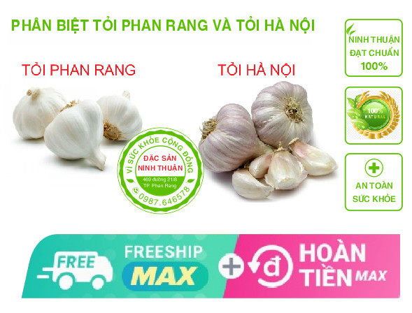 Tỏi Phan Rang 1kg Đặc Sản Ninh Thuận