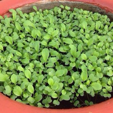 [HCM][Gói 20g] Hạt giống cải xanh ăn non