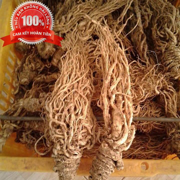 [HCM]1kg Sâm đương quy khô - Sâm rừng tây nguyên