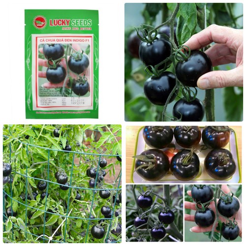 American Black Tomato Seeds 10 Seeds/Pack (Free Stimulation Package to Support Seed Germination)