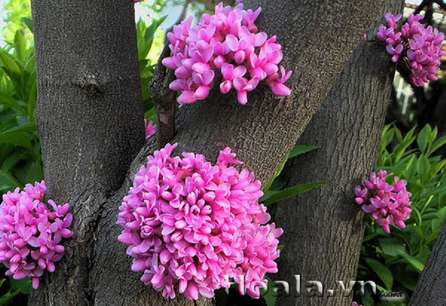 Cây Hoa Hạnh Phúc- cây gửi đi nguyên bầu
