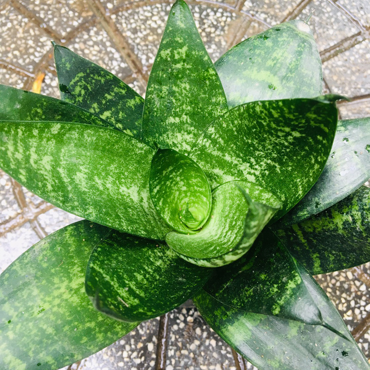 CÂY LƯỠI MÈO - LƯỠI HỔ XANH LÙN XÒE