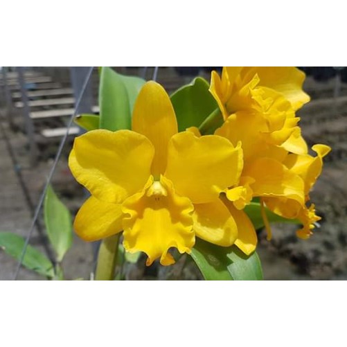 Lan cattleya cây giống - lan cát giống