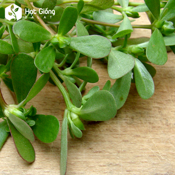 Hạt Giống Rau Sam Rado 683  Rạng Đông Gói 1Gram