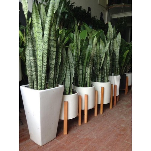 Cây lưỡi hổ xanh