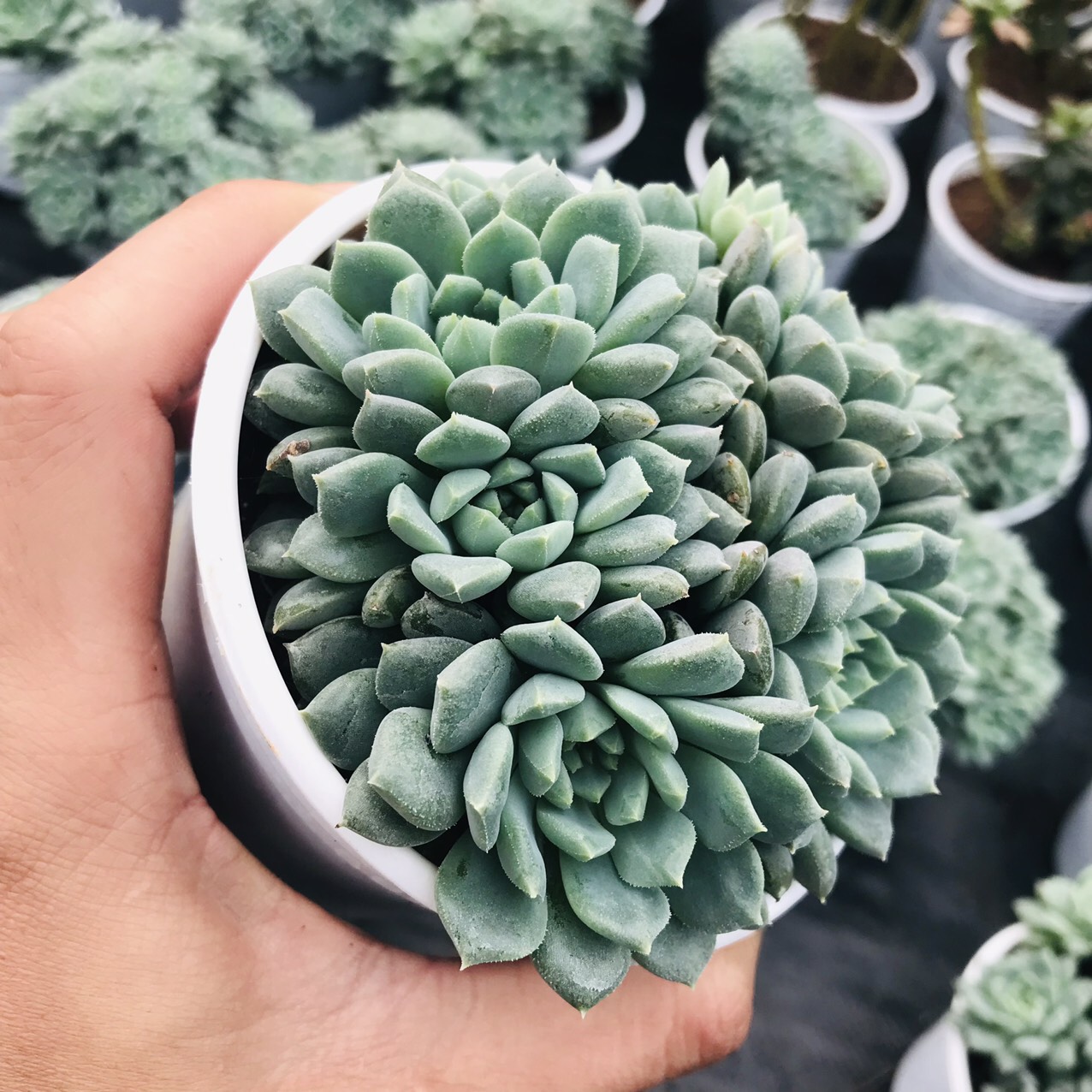 SEN ĐÁ NHÍM XANH SIZE TRUNG BÌNH LỖI 1 ĐỔI 1