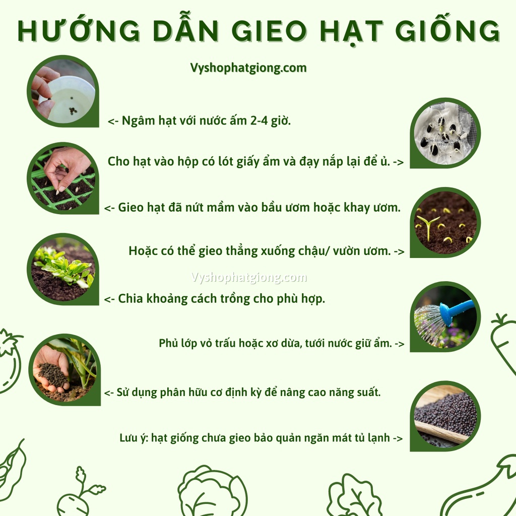 Hạt giống hoa cúc bất tử gói 200 hạt mix màu