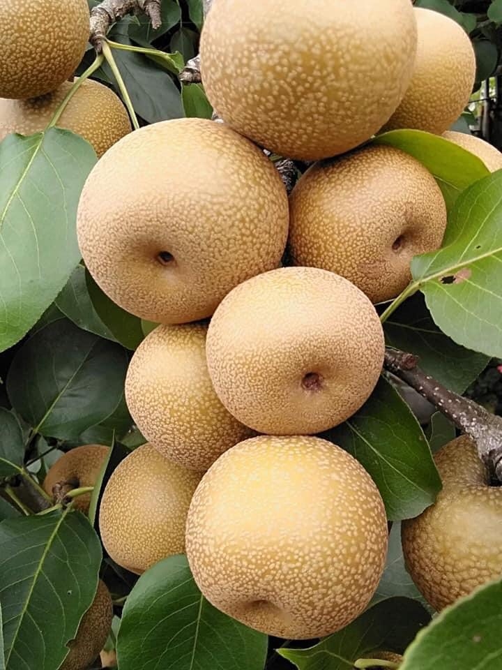 Cây giống lê vàng ghép, cây giống lê vàng f1, cay giong le vang