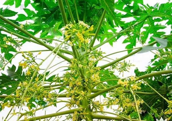 Hoa đu đủ đực phơi khô gói 1 ký