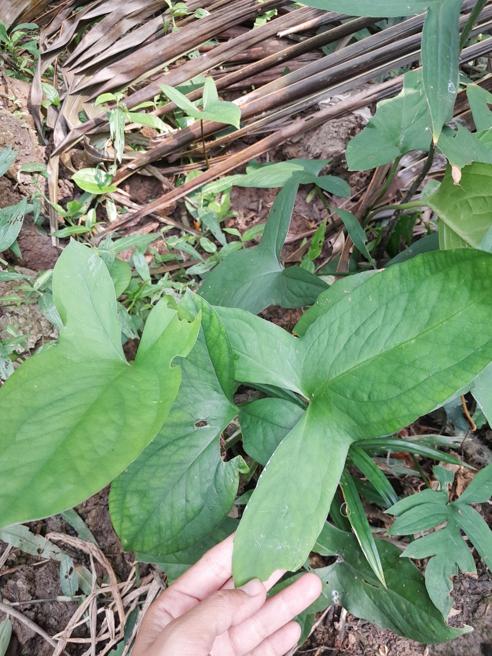 Cây Móp Gai giống dùng làm dược liệu (mướp gai, ráy gai, chóc gai, rau móp)