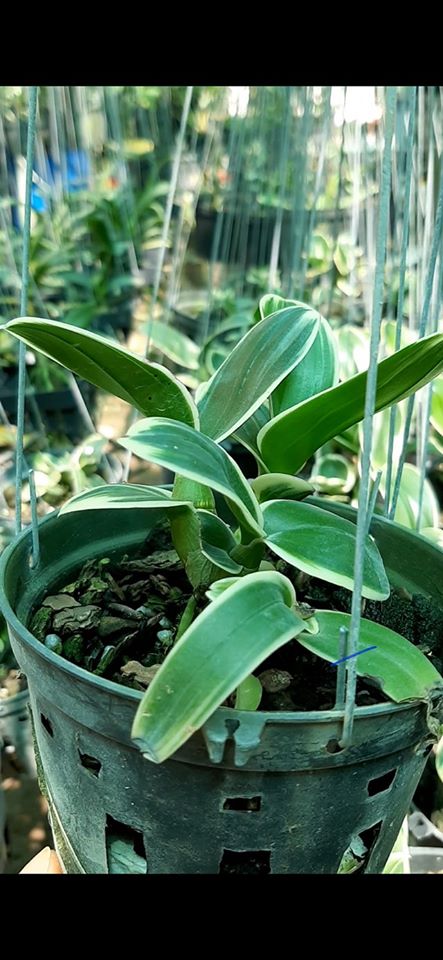 lan dendro chớp