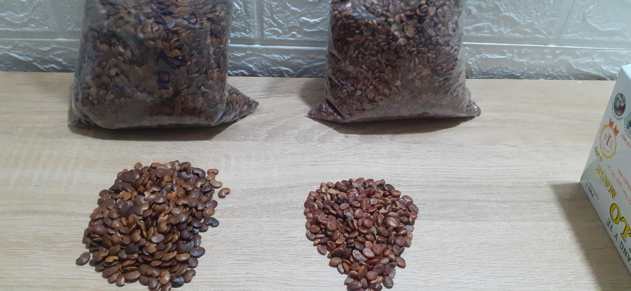 Cassia fistula seed