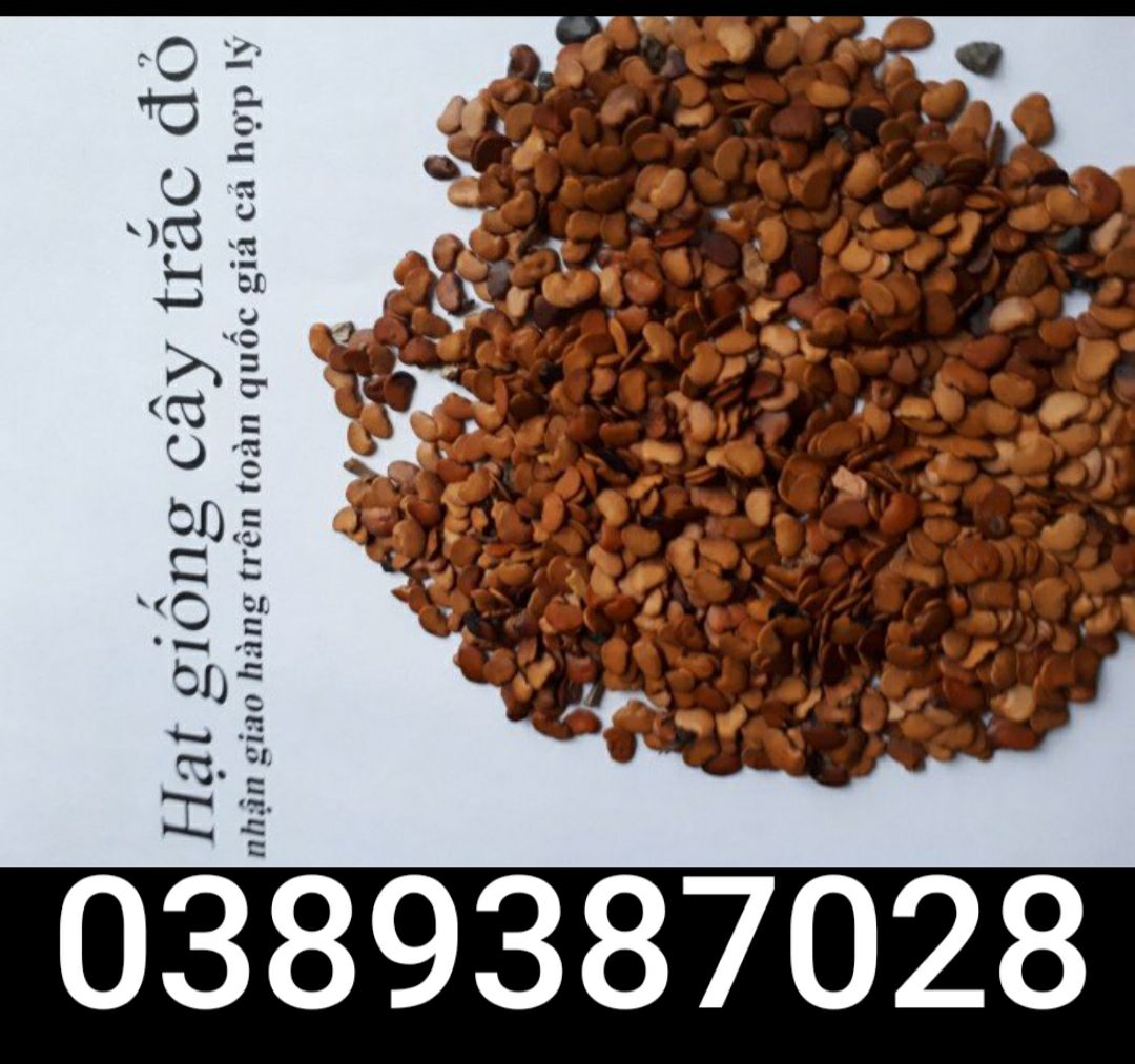 hạt giống cây trắc đỏ,20g
