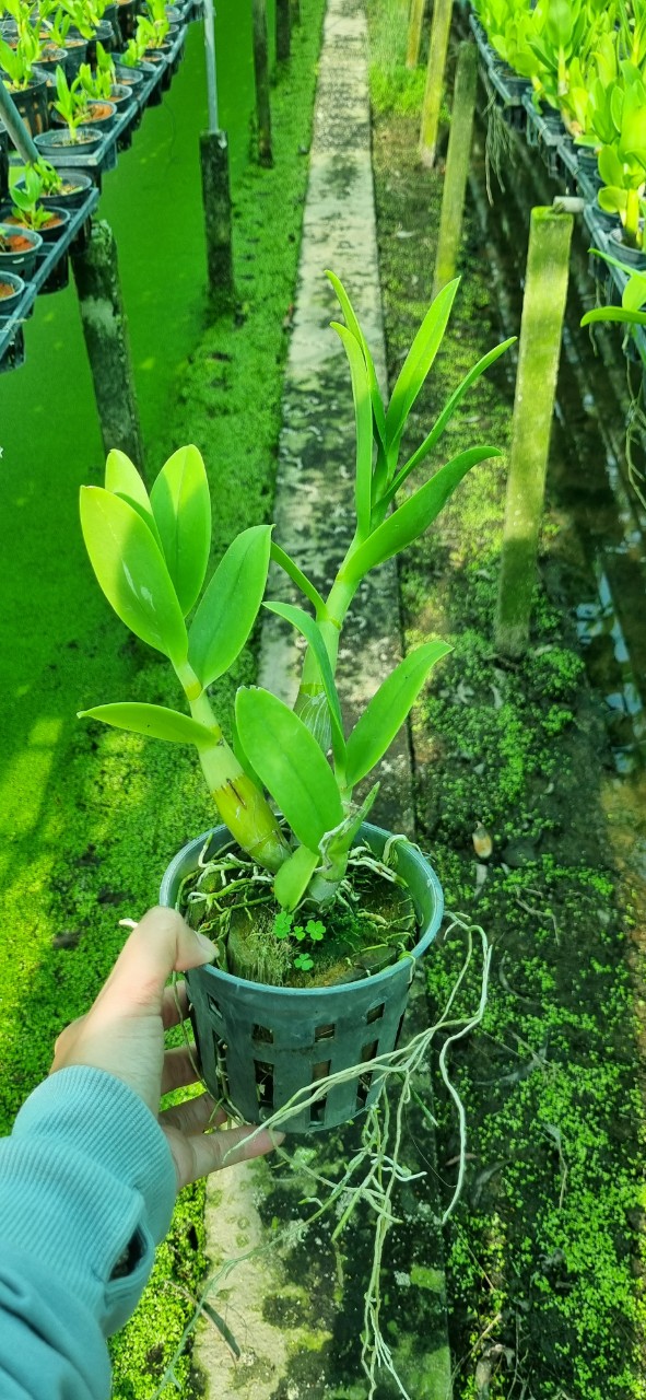 Denro Móng Rồng