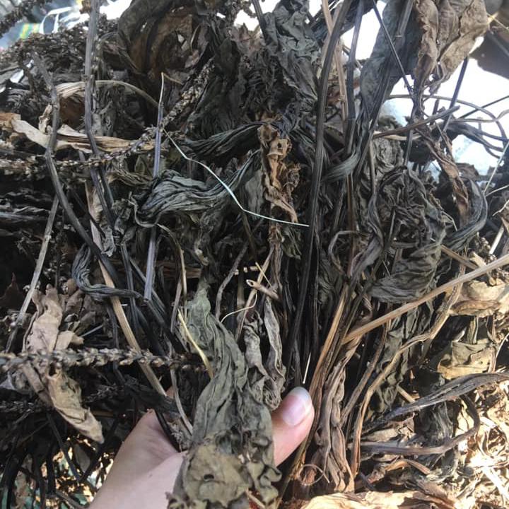 [HCM][KHUYẾN MÃI] 1kg cây mã đề khô