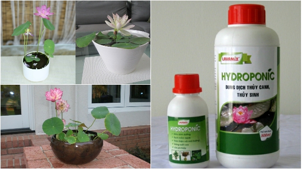 Dung Dịch Thủy Canh HYDROPONIC (100ml) Cho Trồng SenMini Thủy Canh - Nông Sản Vàng