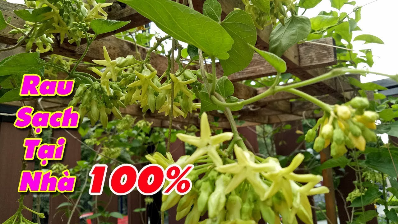 CÂY GIỐNG HOA THIÊN LÝ SIÊU HOA