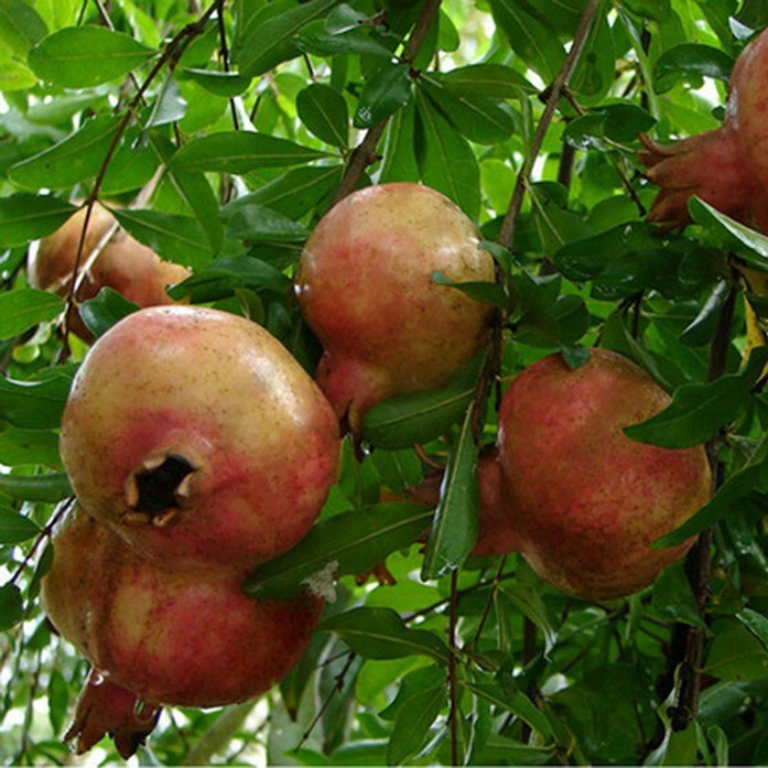 Hạt giống lựu lùn đỏ (Giống F1 dễ trồng)