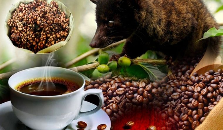 [CAFE SẠCH, THƠM NGON, AN TOÀN] - 1 KG Cà phê CHỒN ban mê rang xay pha phin
